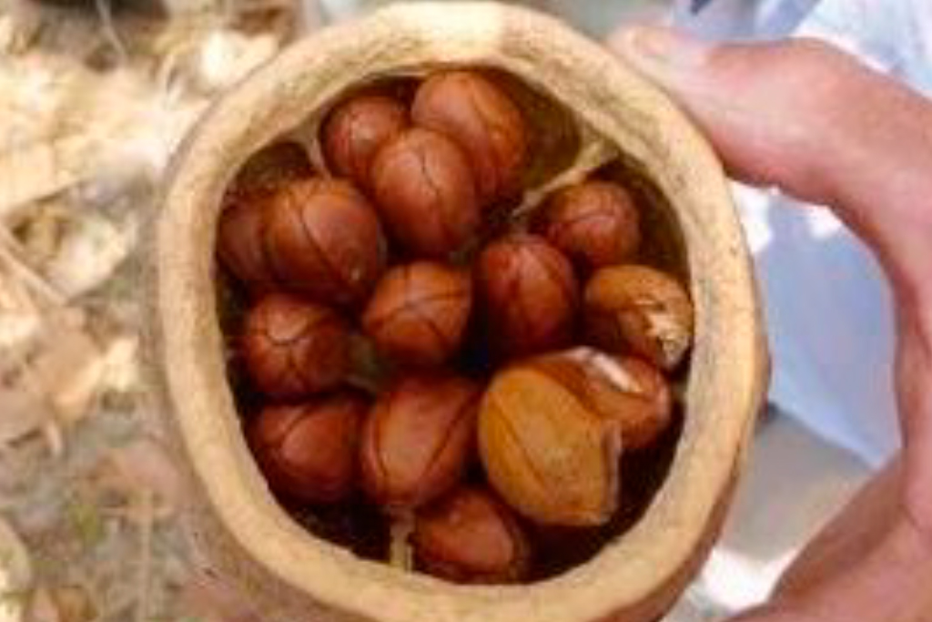 Foto De Apoyo Magnut Se